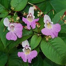 IMPATIENS